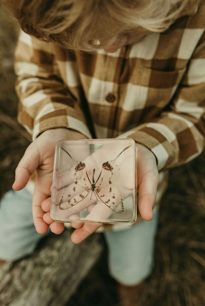 Swallowtail Butterfly Specimen