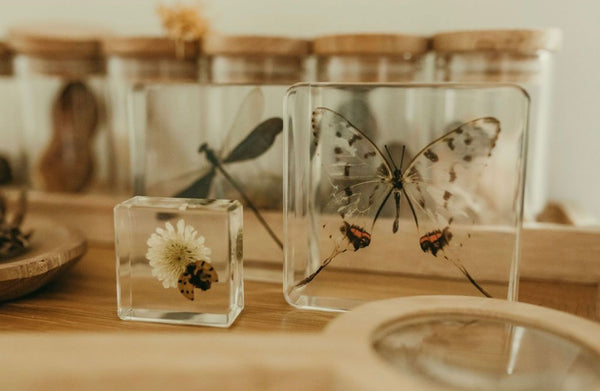 Ladybird and Flower Specimen