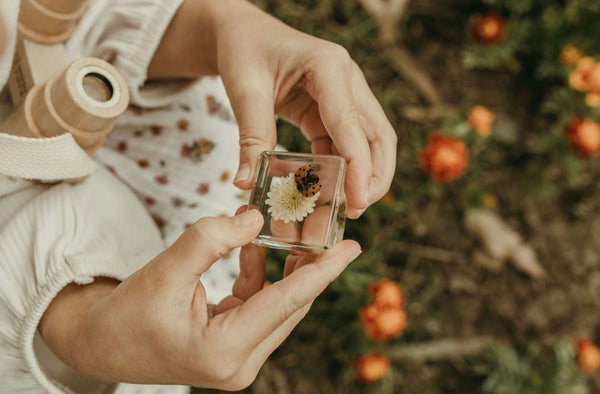 Ladybird and Flower Specimen