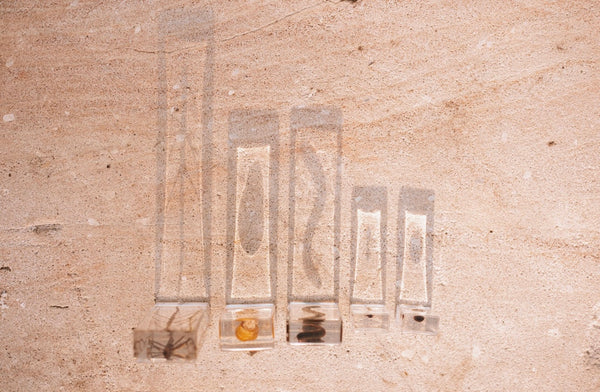 Garden Bug Specimen Set