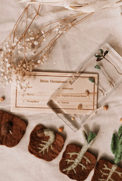 Bean Germination Specimen Block