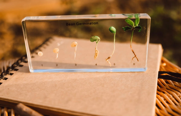 Bean Germination Specimen Block