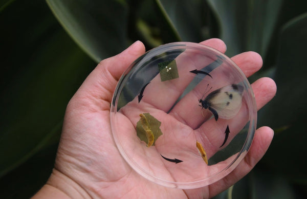 Lifecycle of a Cabbage Butterfly