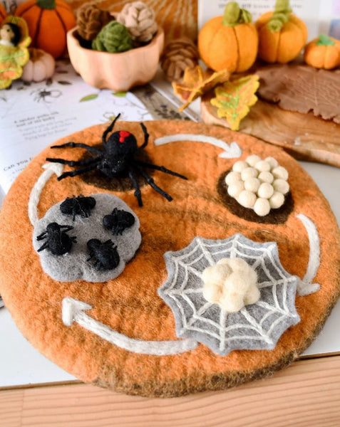 FELT LIFECYCLE OF REDBACK SPIDER