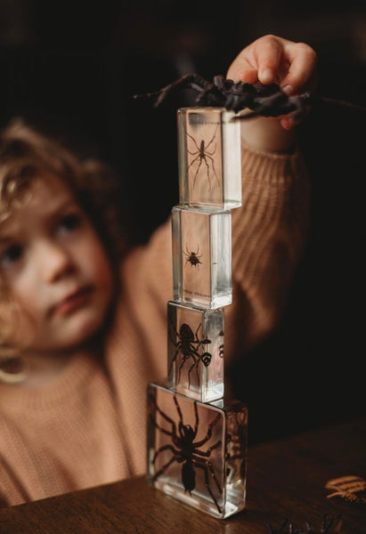 Spider Specimen Set