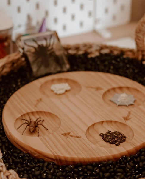 Life Cycle of a spider