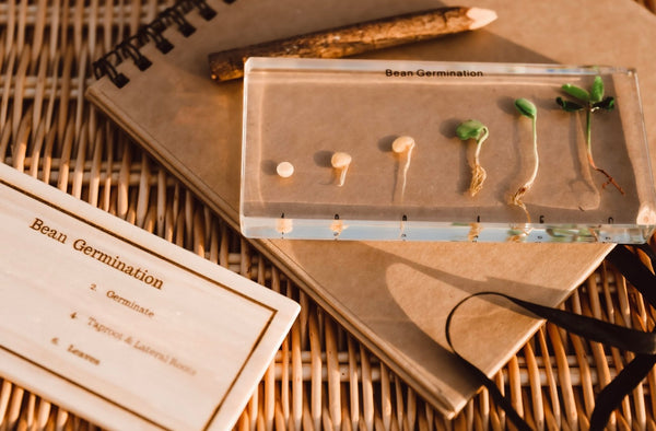 Bean Germination Specimen Block