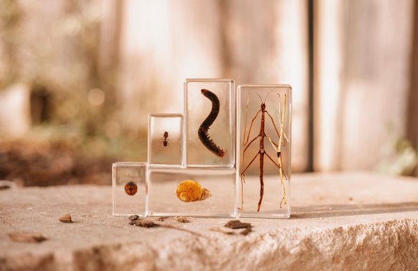 Garden Bug Specimen Set