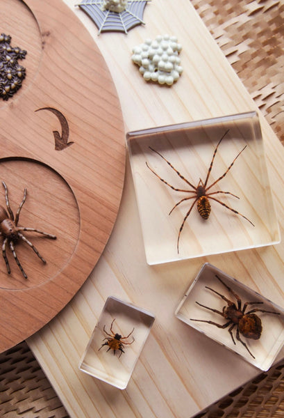 Spider Specimen Set
