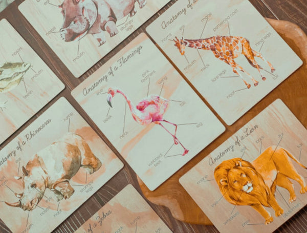 Flamingo Anatomy Board