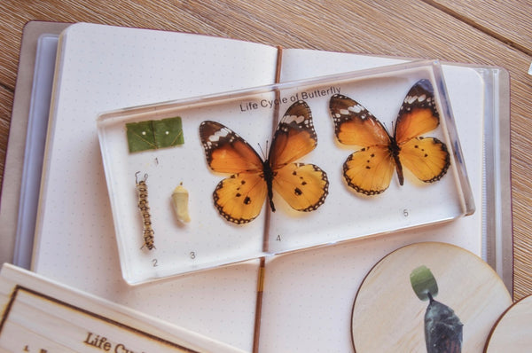 Butterfly Life Cycle Block Specimen