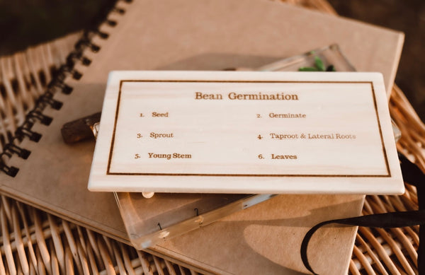 Bean Germination Specimen Block