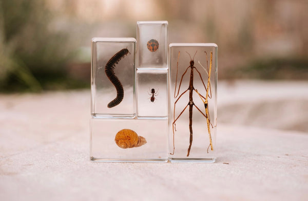Garden Bug Specimen Set
