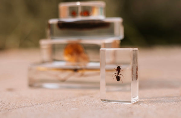 Garden Bug Specimen Set