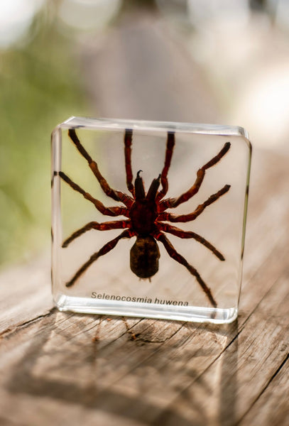 Spider Specimen Set