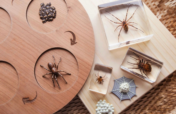 Spider Specimen Set
