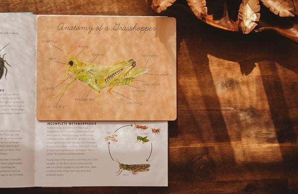Anatomy of a Grasshopper Board