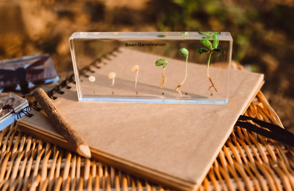 Bean Germination Specimen Block