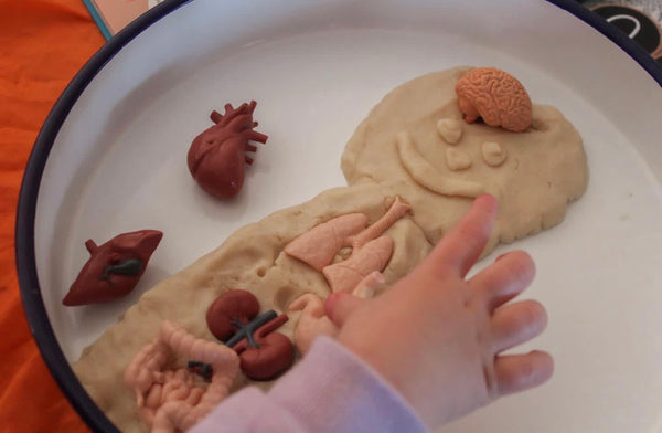 Human Organs Toob