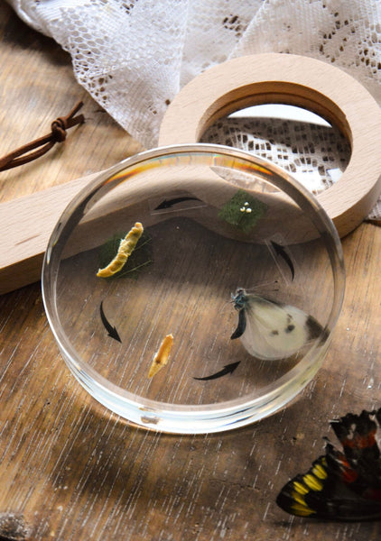 Lifecycle of a Cabbage Butterfly