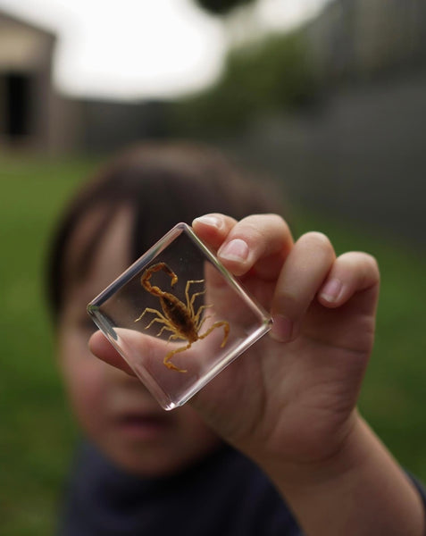 Creepy Crawlers Specimen Set