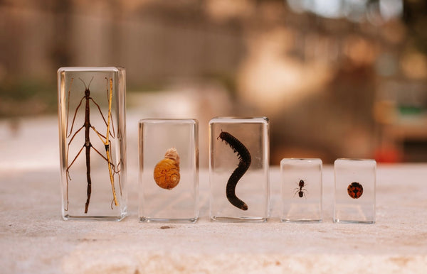 Garden Bug Specimen Set