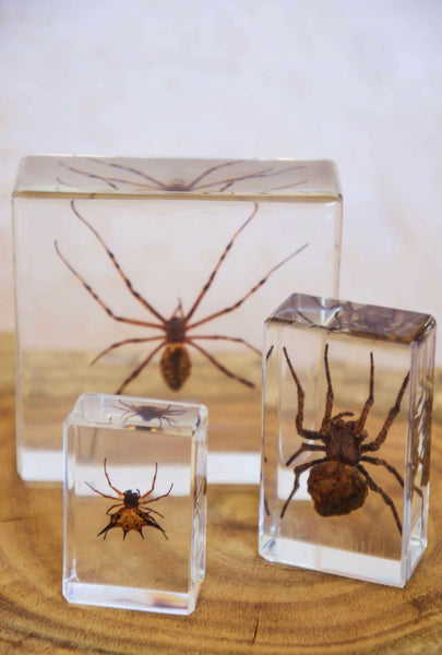 Spider Specimen Set