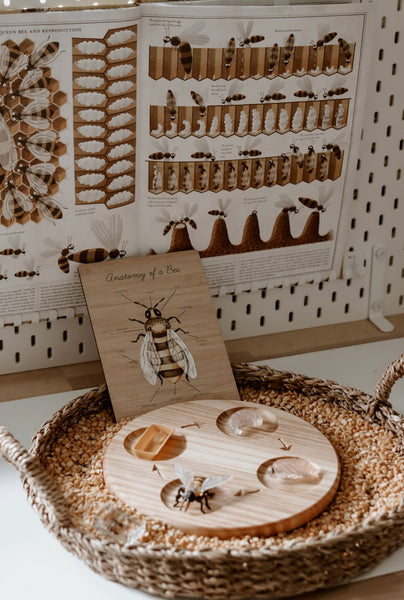 Wooden Life Cycle Tray