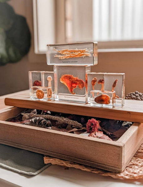 Mushroom specimen set