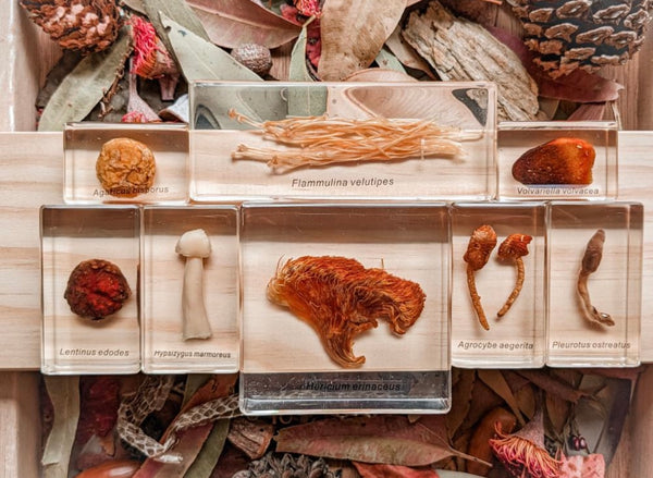Mushroom specimen set