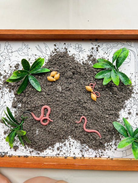 Life cycle of a worm