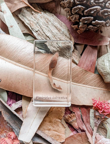 Mushroom specimen set