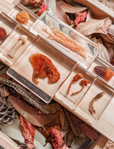 Mushroom specimen set