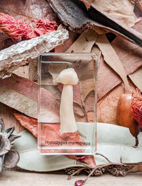 Mushroom specimen set