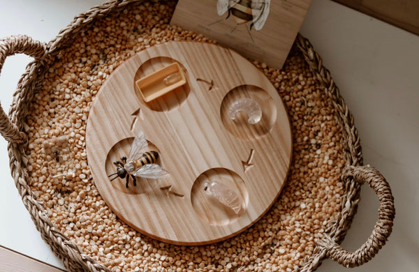 Wooden Life Cycle Tray