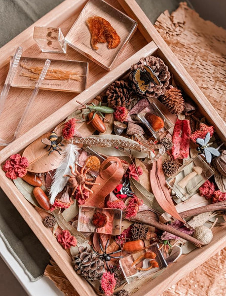 Mushroom specimen set