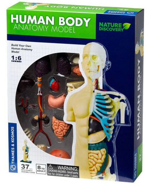 Human Body Anatomy Model Kit