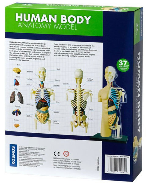 Human Body Anatomy Model Kit