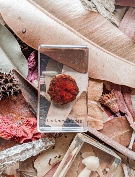 Mushroom specimen set