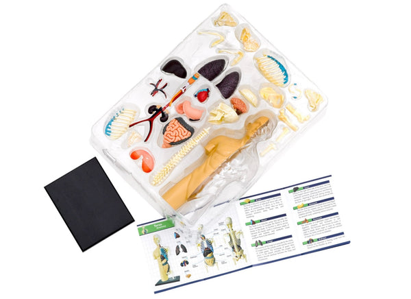 Human Body Anatomy Model Kit