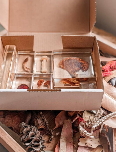 Mushroom specimen set