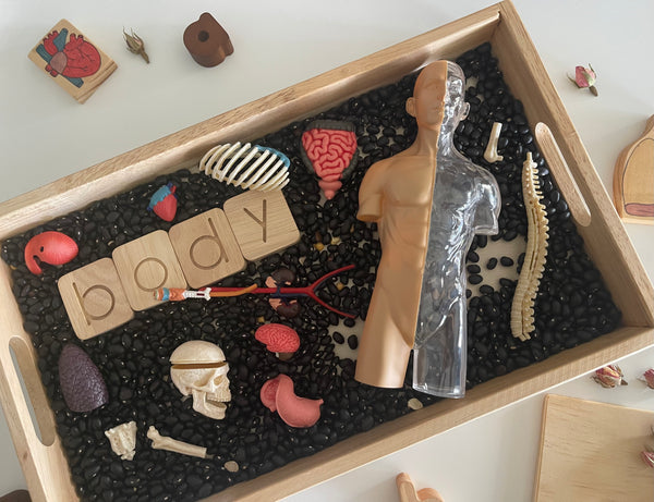 Human Body Anatomy Model Kit