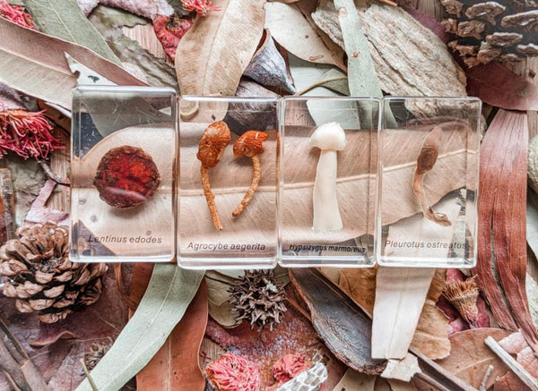 Mushroom specimen set