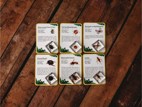 Investigative Insects