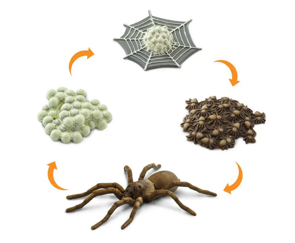 Life Cycle of a spider