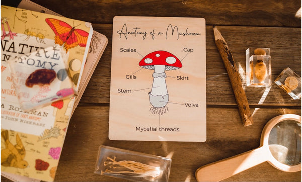 Anatomy of a mushroom board