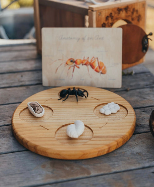 Lifecycle of an ant