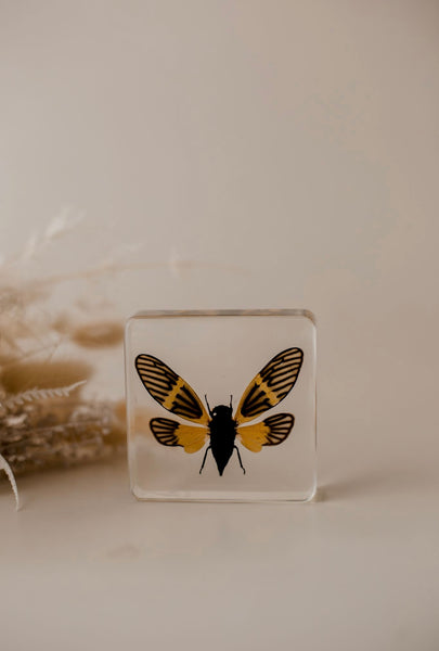 Yellow Winged Cicada