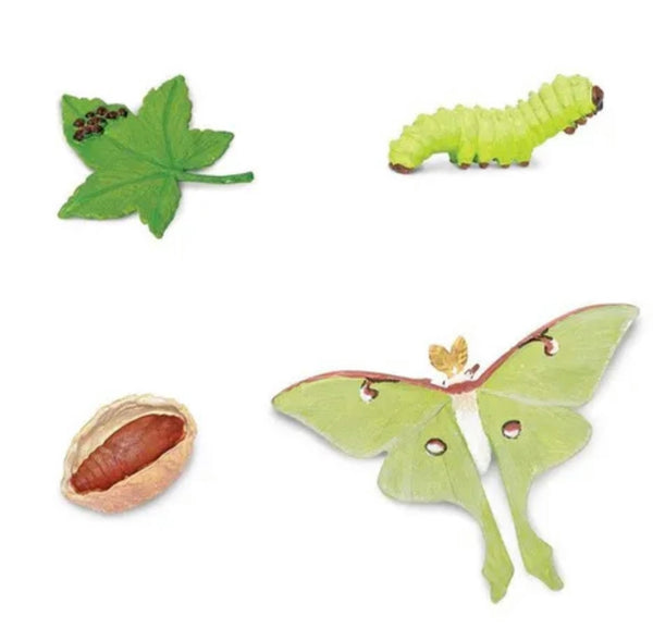 Life cycle of a Luna moth