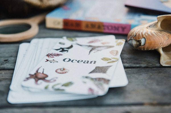 Ocean flash cards